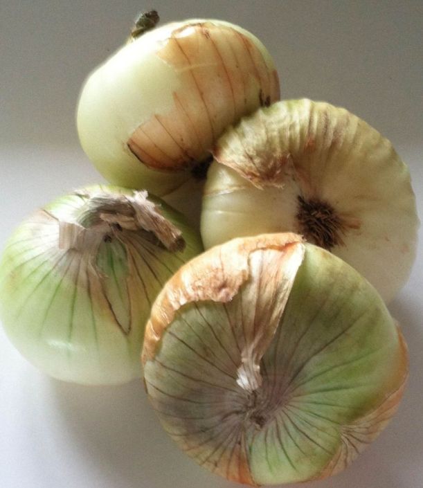 Group of Maui onions 1
